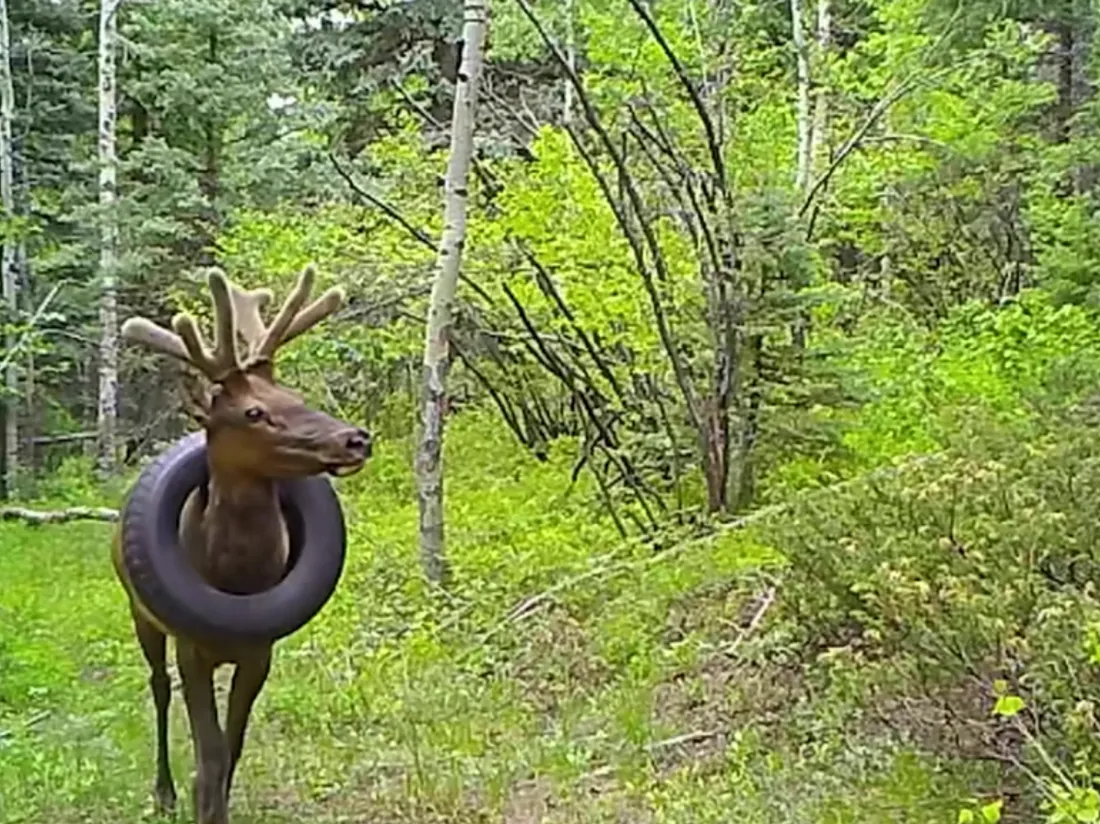 wapiti pneu